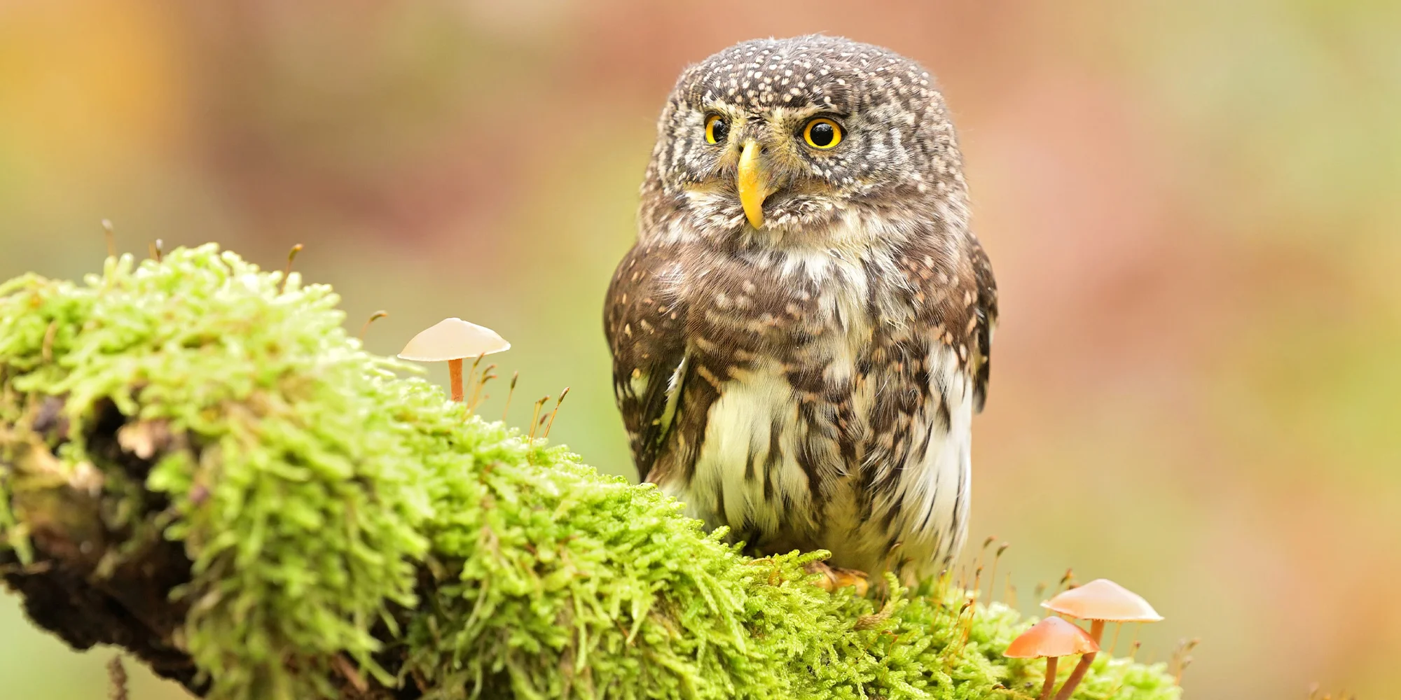 Prohlídka království sov vč. focení se sovami - Obrázek 6