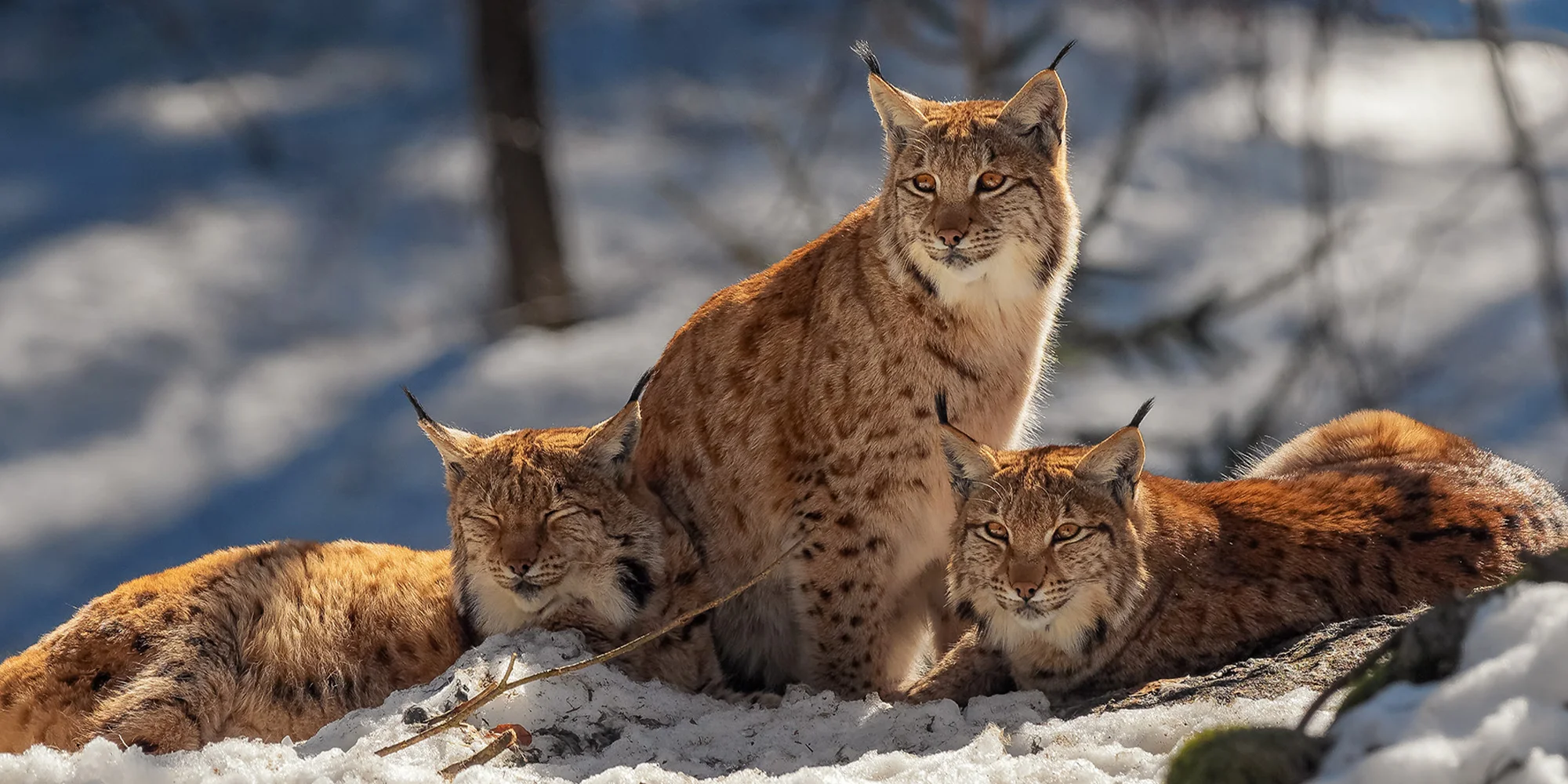1denní kurz focení divoké přírody v NP Bavorský les - Obrázek 4