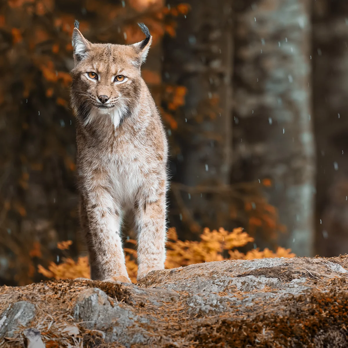 1denní kurz focení divoké přírody v NP Bavorský les - Obrázek 2