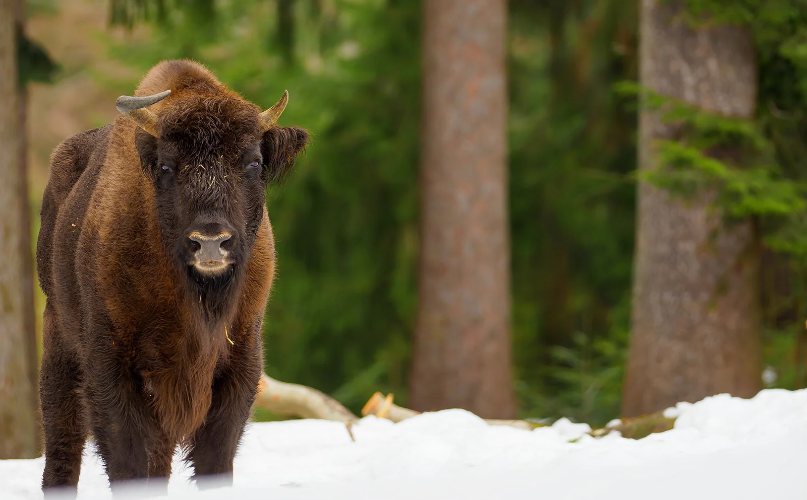 1denní kurz focení divoké přírody v NP Bavorský les - Obrázek 8