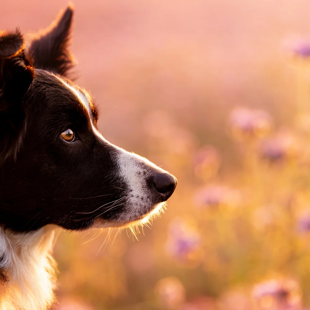 Focení mazlíčka v exteriéru: 6, 8 nebo 10 fotek - Obrázek 2