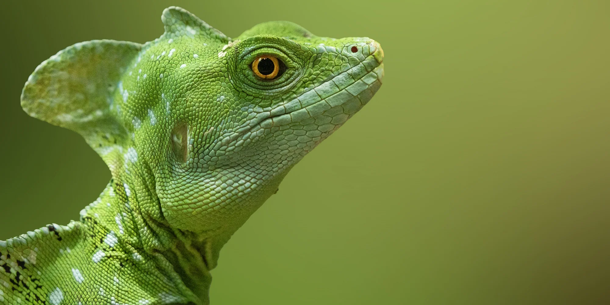 Fotografický prémium kurz v zoo: začátečníci i pokročilí - Obrázek 6