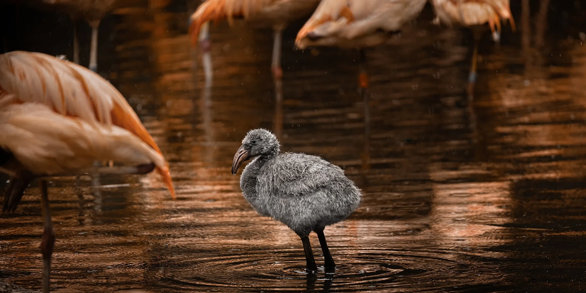 Fotografický prémium kurz v zoo: začátečníci i pokročilí - Obrázek 5