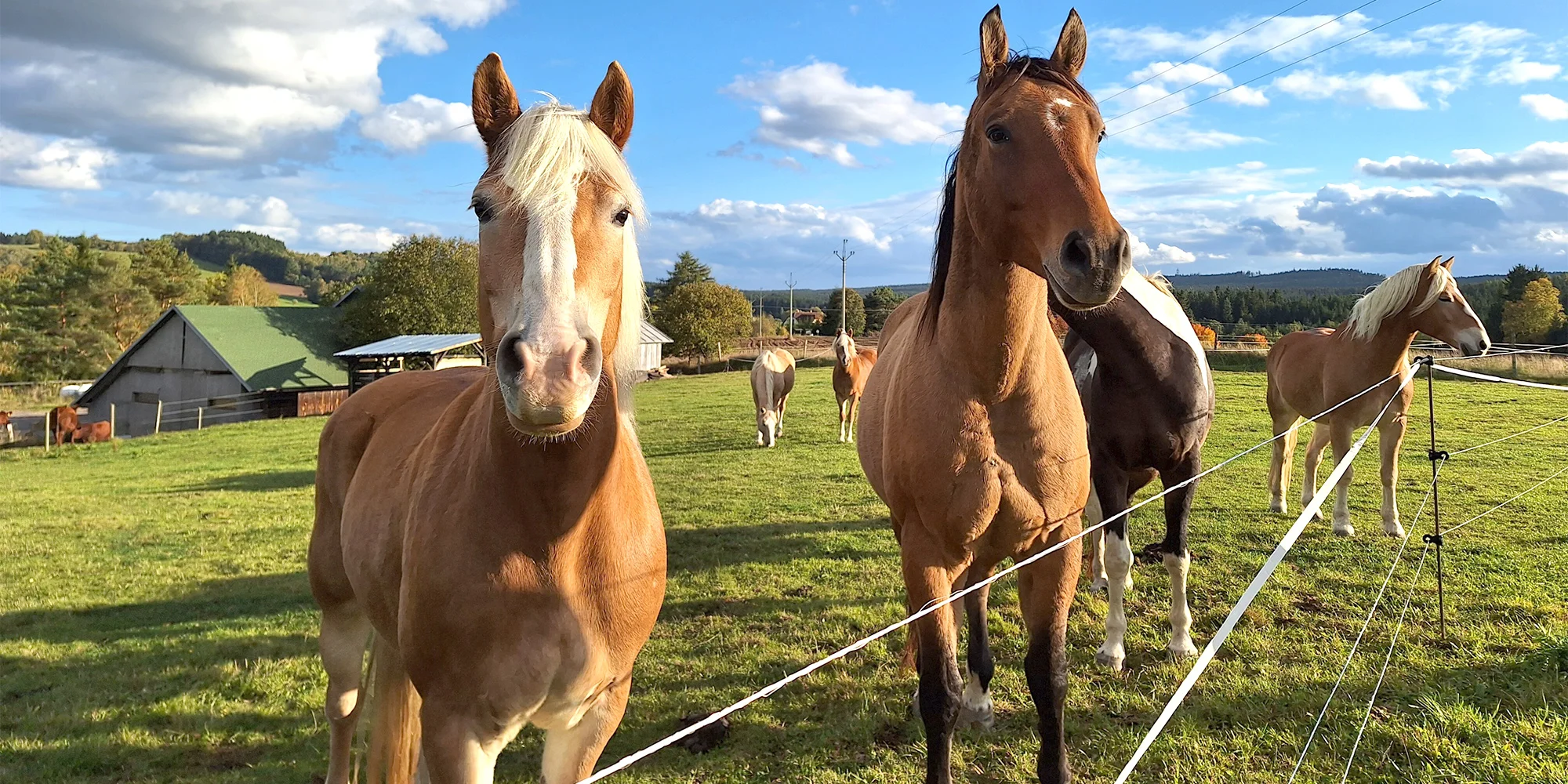 2 hodiny farmářem: péče o koně a další zvířátka