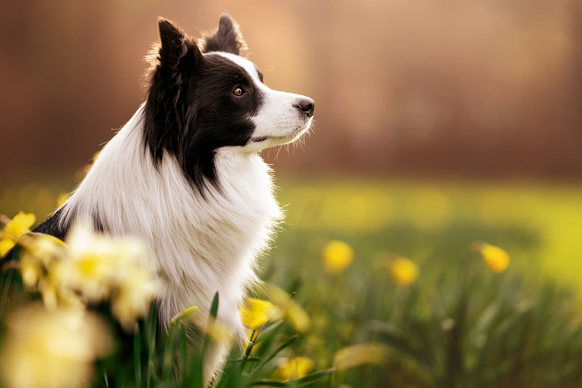 Focení mazlíčka v exteriéru: 6, 8 nebo 10 fotek - Obrázek 7