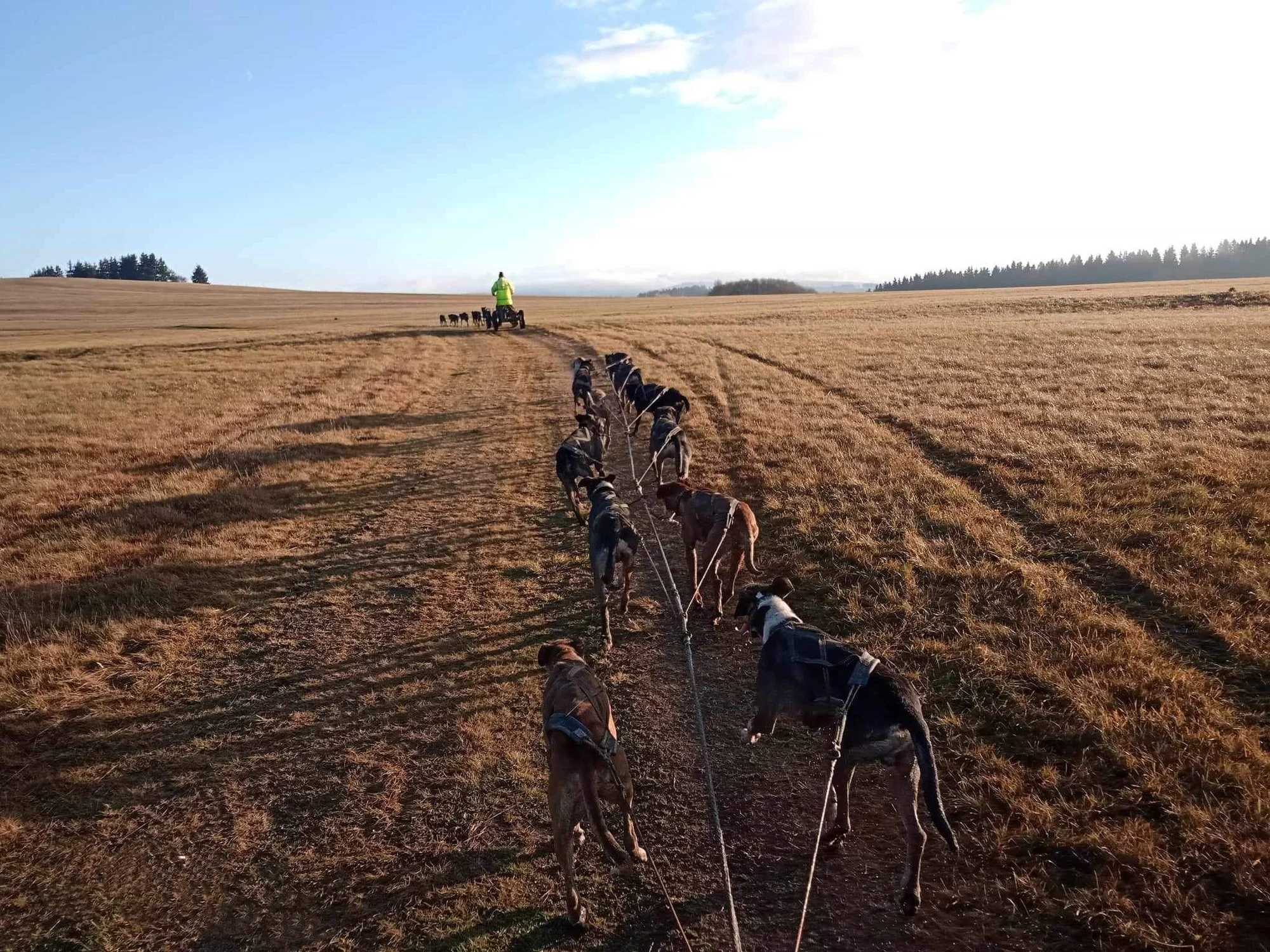 Až 4hod. zážitek na Vysočině se psím spřežením - Obrázek 9