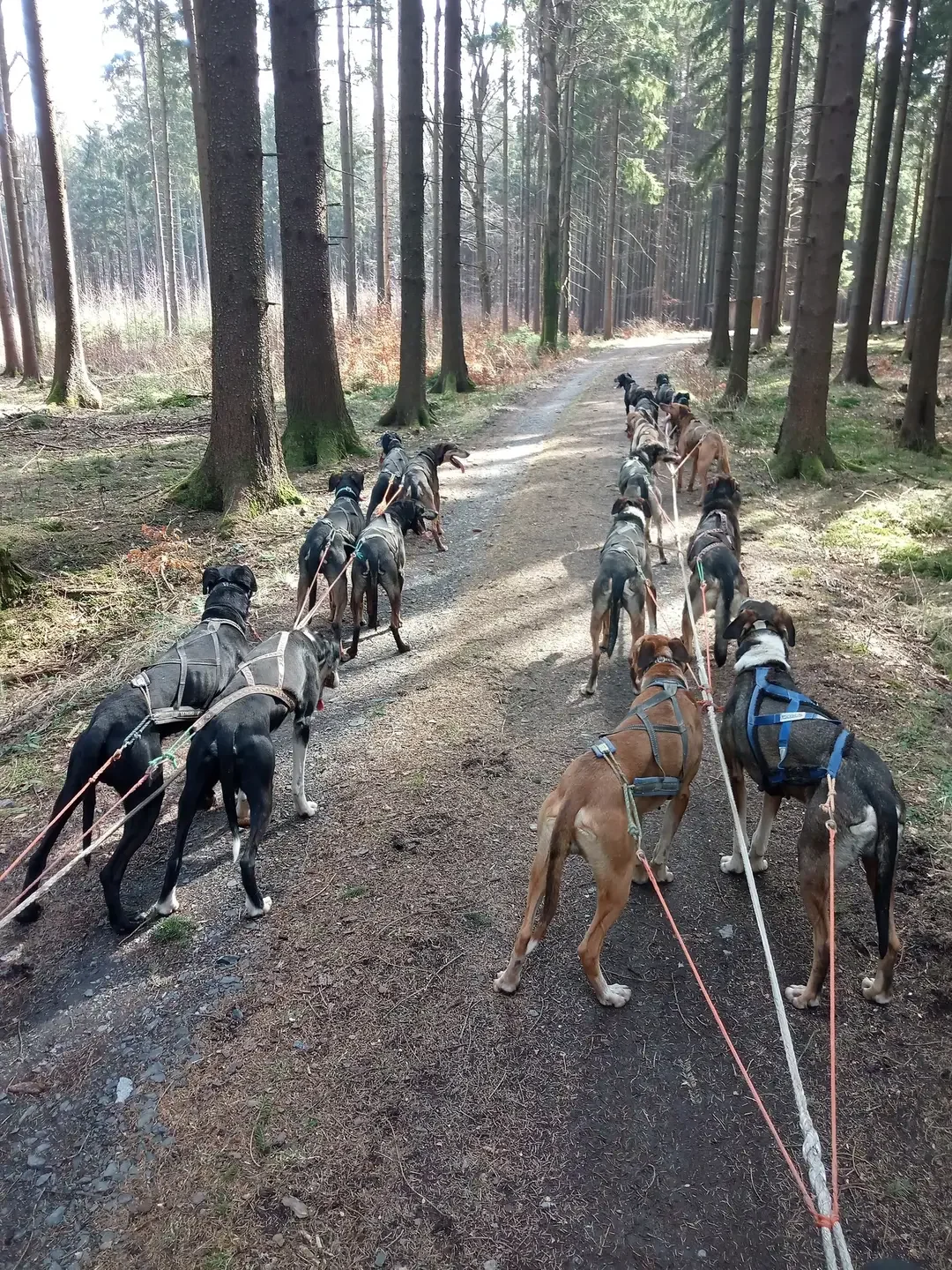 Až 4hod. zážitek na Vysočině se psím spřežením - Obrázek 10