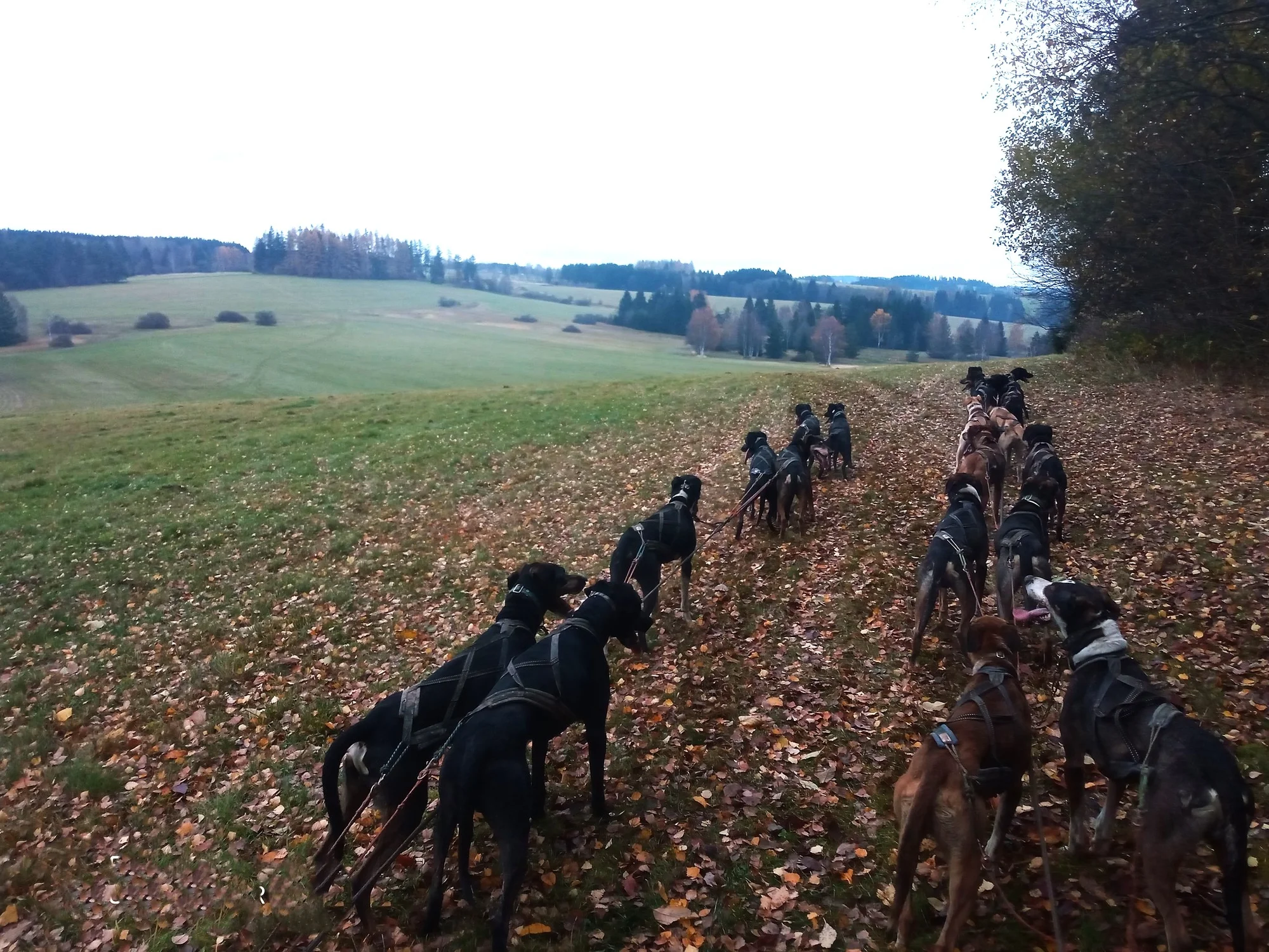 Až 4hod. zážitek na Vysočině se psím spřežením - Obrázek 11