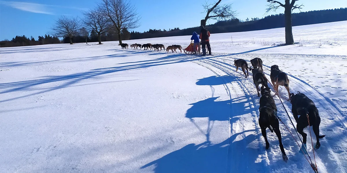 Až 4hod. zážitek na Vysočině se psím spřežením - Obrázek 4