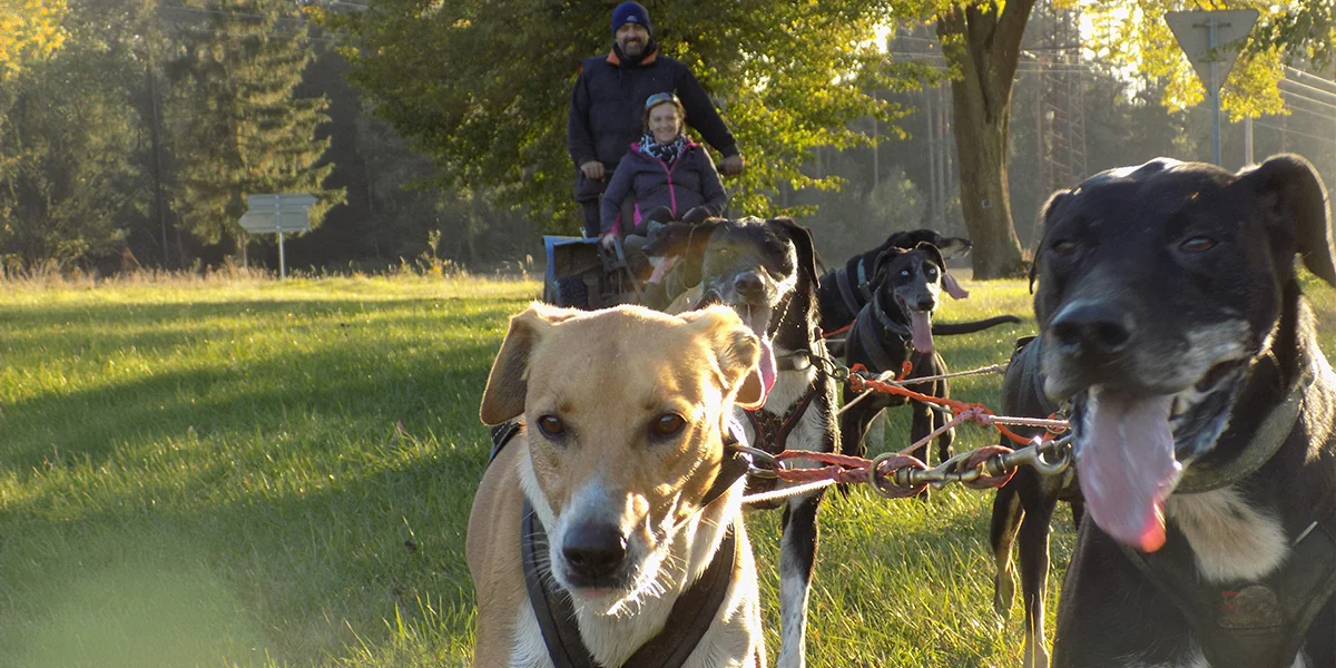 Až 4hod. zážitek na Vysočině se psím spřežením - Obrázek 5