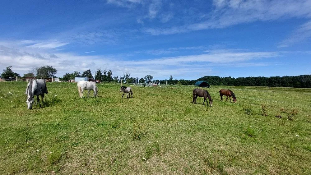 Jízda na koni pro dospělé či na poníkovi pro děti - Obrázek 10