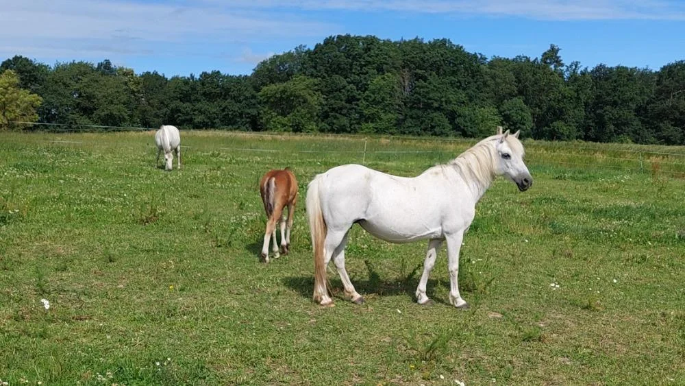 Jízda na koni pro dospělé či na poníkovi pro děti - Obrázek 11