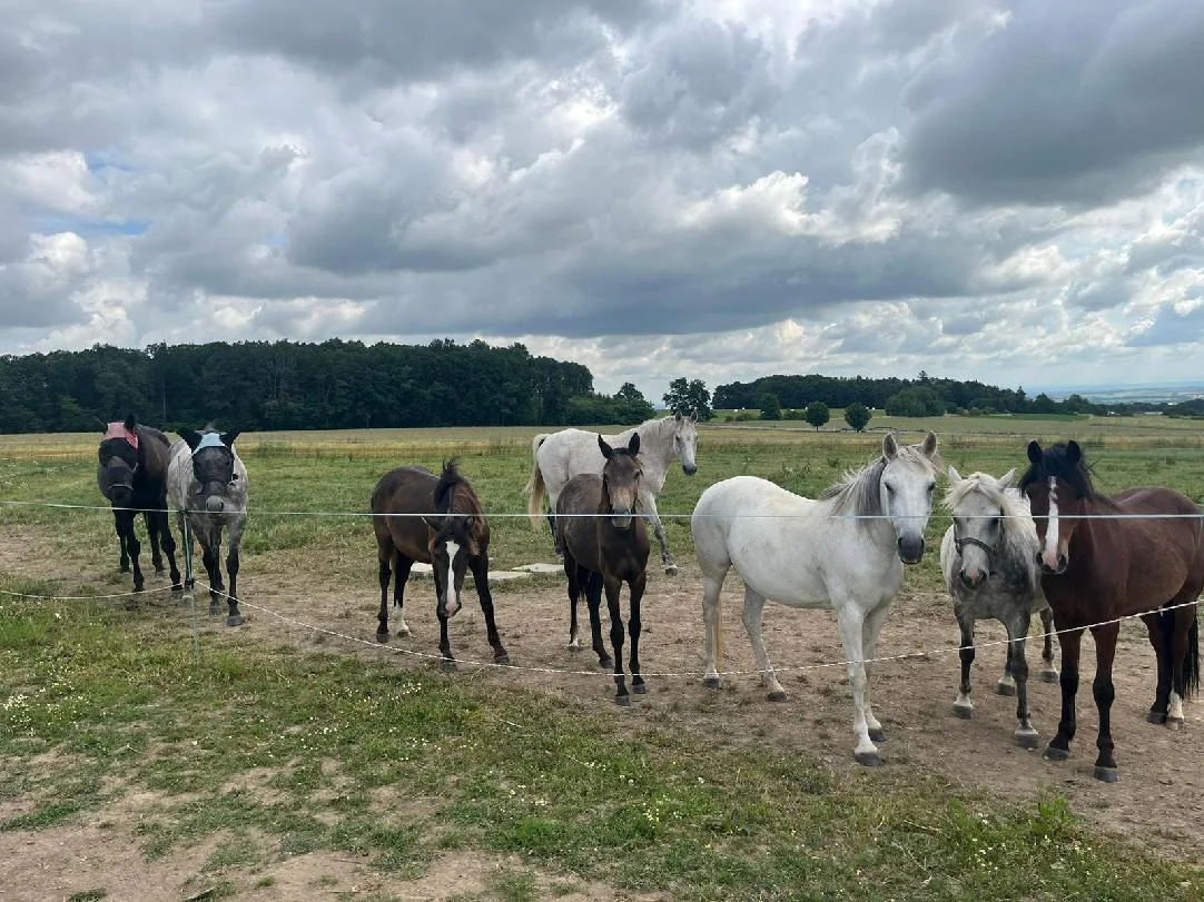 Jízda na koni pro dospělé či na poníkovi pro děti - Obrázek 5
