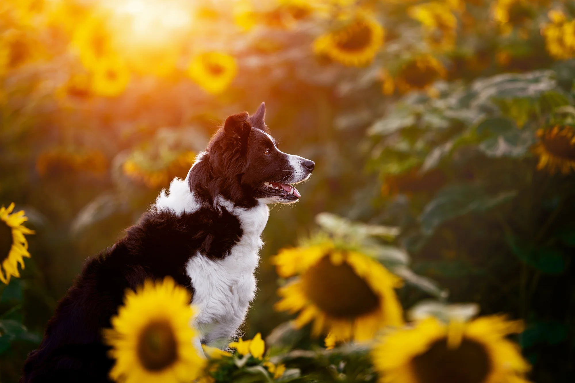 Focení mazlíčka v exteriéru: 6, 8 nebo 10 fotek - Obrázek 6