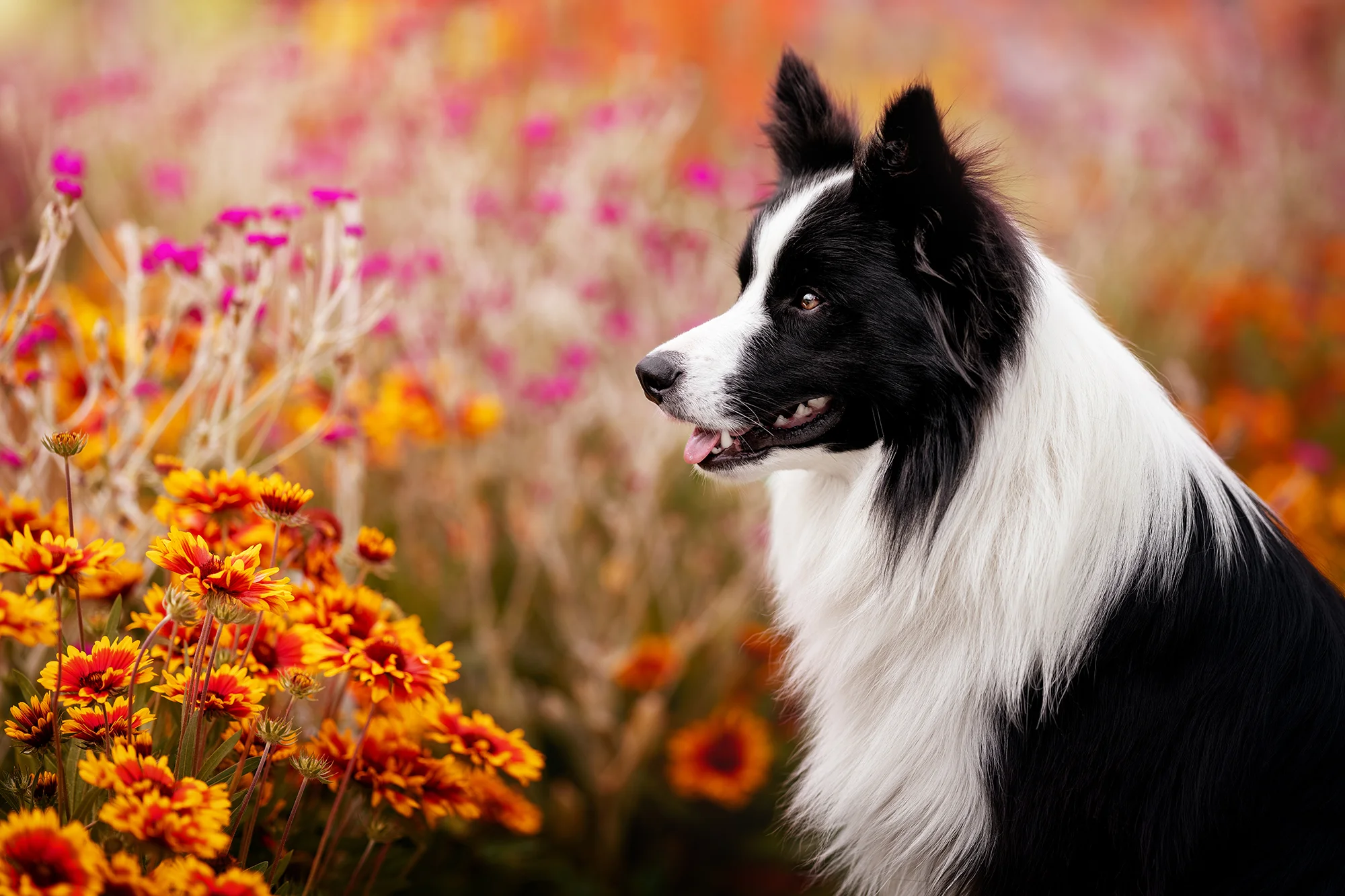 Focení mazlíčka v exteriéru: 6, 8 nebo 10 fotek - Obrázek 8