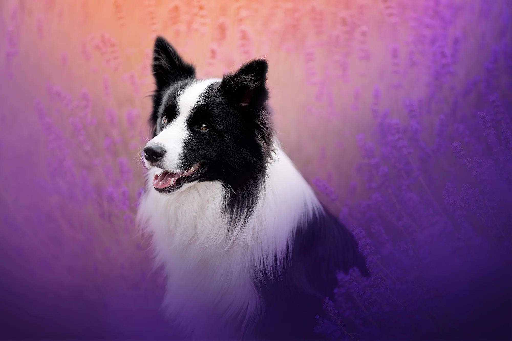 Focení mazlíčka v exteriéru: 6, 8 nebo 10 fotek - Obrázek 9