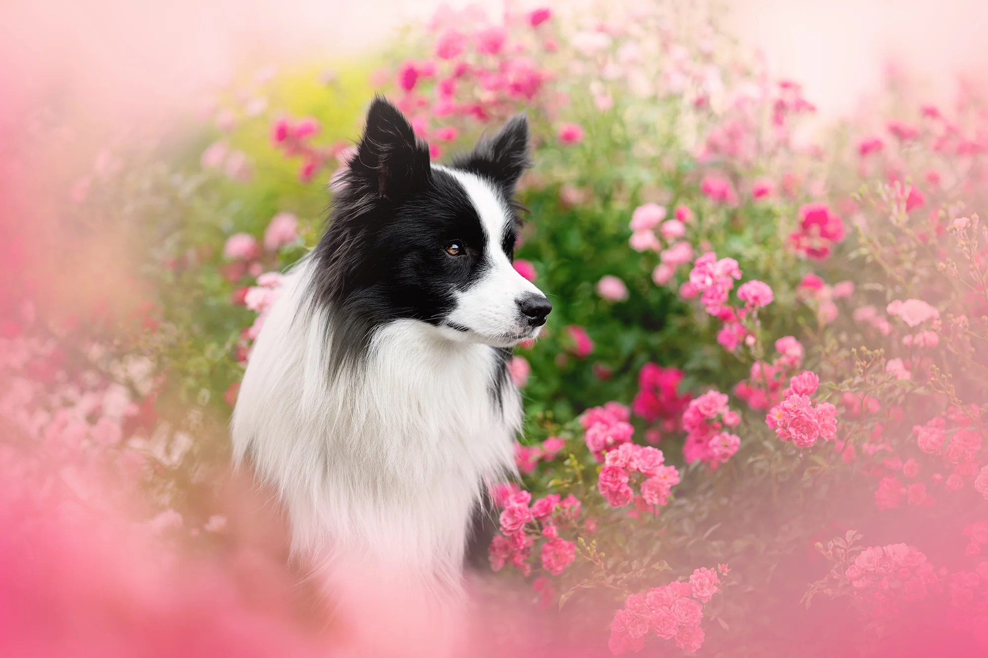 Focení mazlíčka v exteriéru: 6, 8 nebo 10 fotek - Obrázek 5