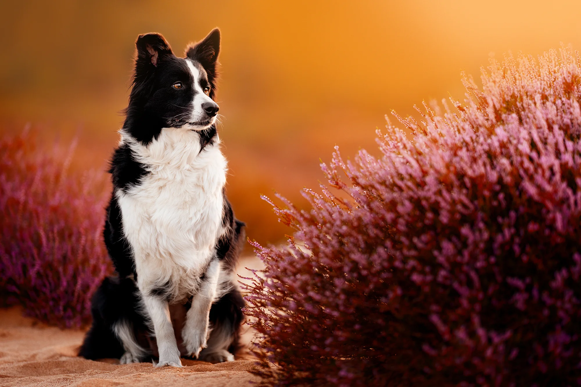 Focení mazlíčka v exteriéru: 6, 8 nebo 10 fotek - Obrázek 3