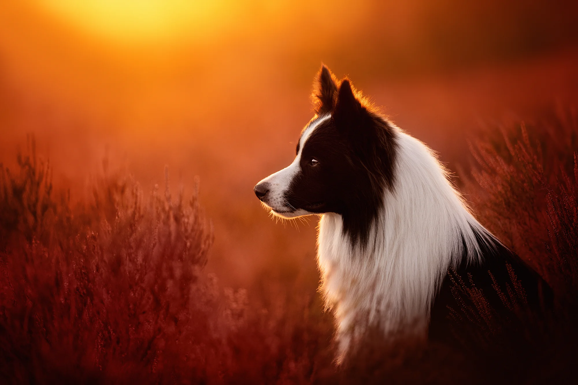 Focení mazlíčka v exteriéru: 6, 8 nebo 10 fotek - Obrázek 11