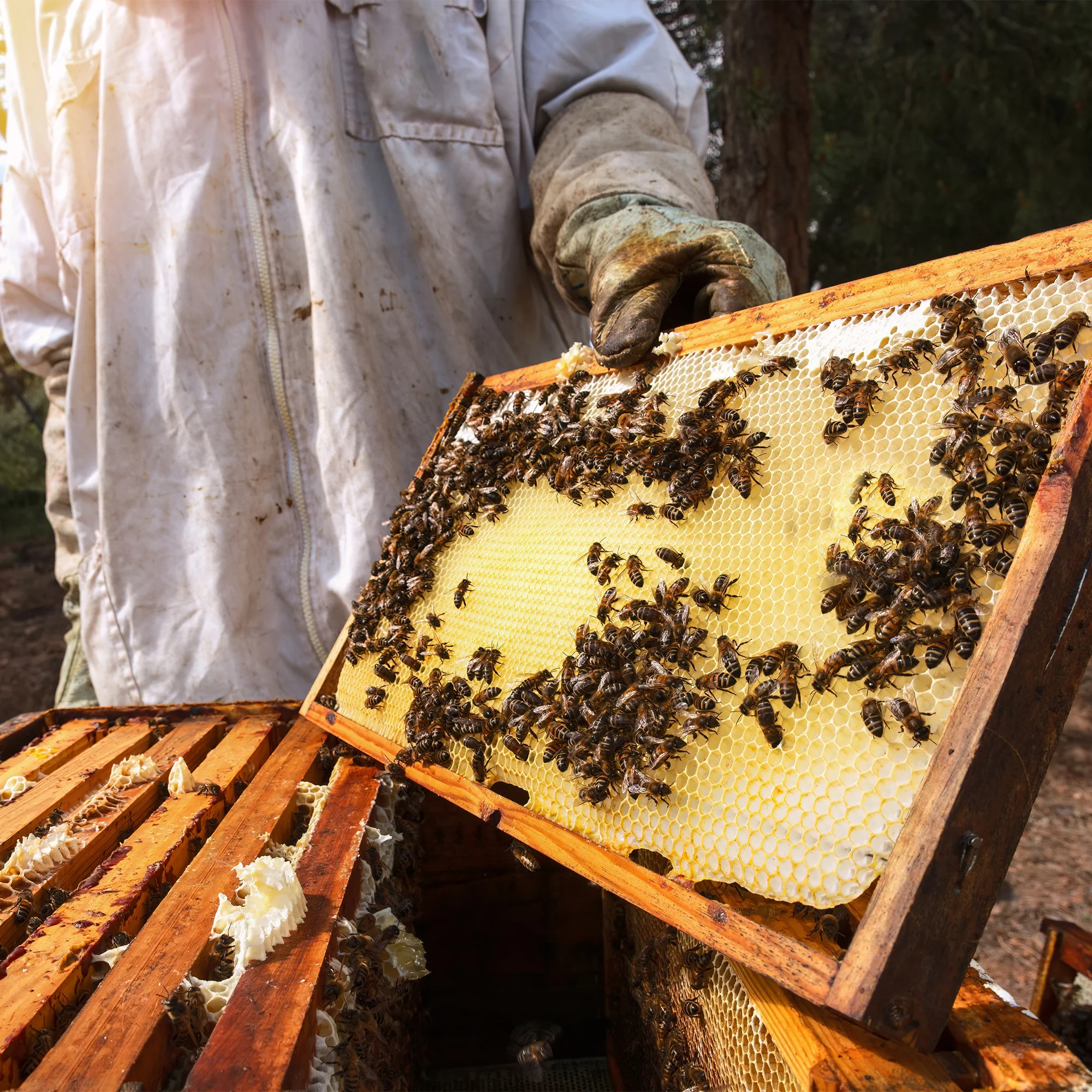 Celodenní včelařský kurz pro děti i dospělé - Obrázek 2