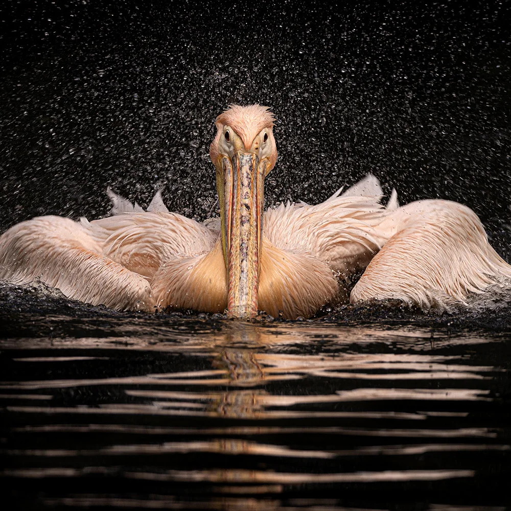 Fotografický prémium kurz v zoo: začátečníci i pokročilí - Obrázek 2