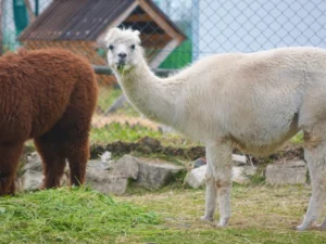 Zoo koutek Bezděz Dvůr: kapybara, alpaky i opička