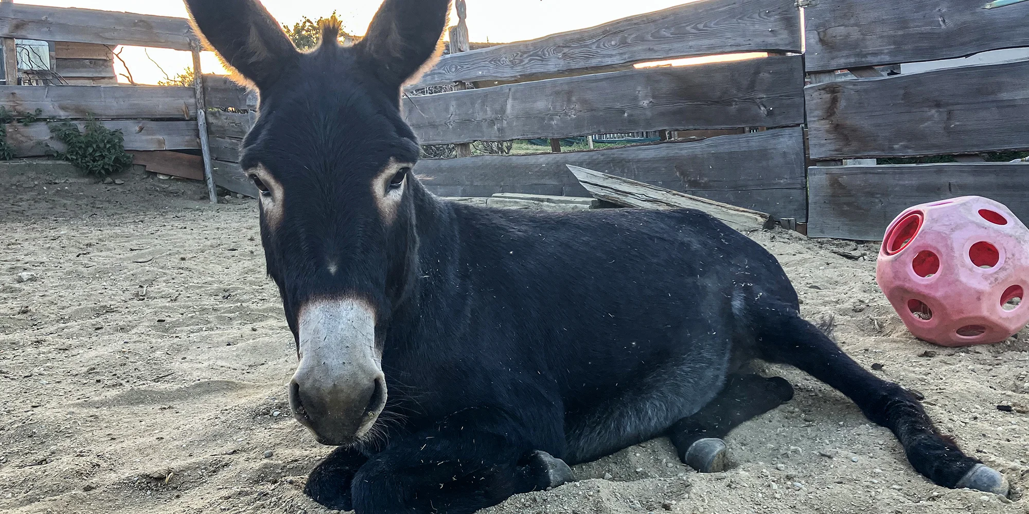 Jízda na oslíkovi a péče o něj pro celou rodinu - Obrázek 6