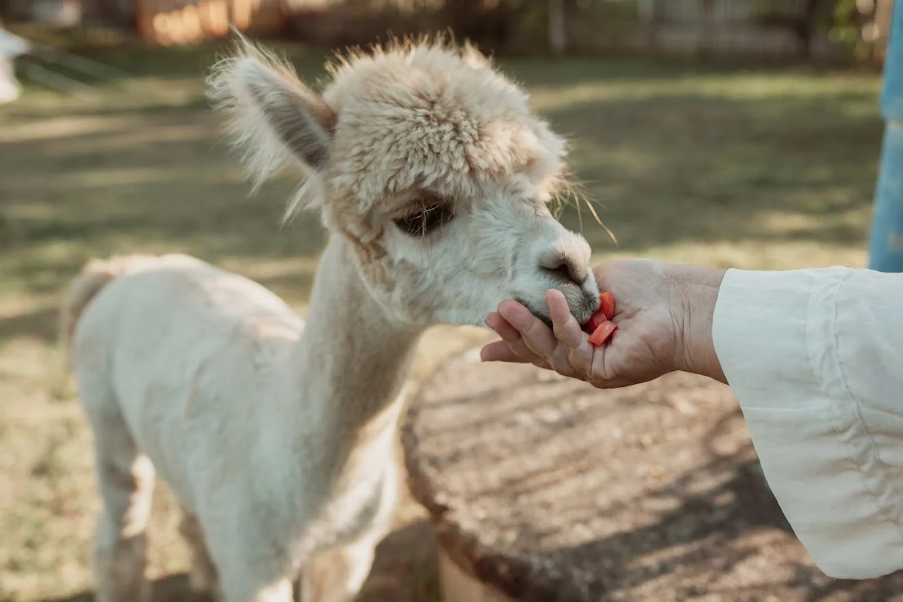 Nakrmte si alpaku: dobrodružství pro celou rodinu - Obrázek 5