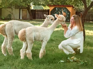 Nakrmte si alpaku: dobrodružství pro celou rodinu