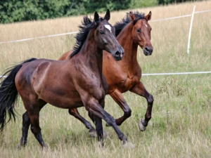 Hodinová jízda na koni pro začátečníky: 1 i 2 osoby