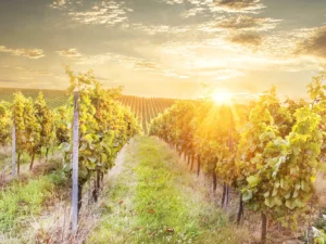 Pobyt mezi vinicemi s jídlem i degustací vín a wellness