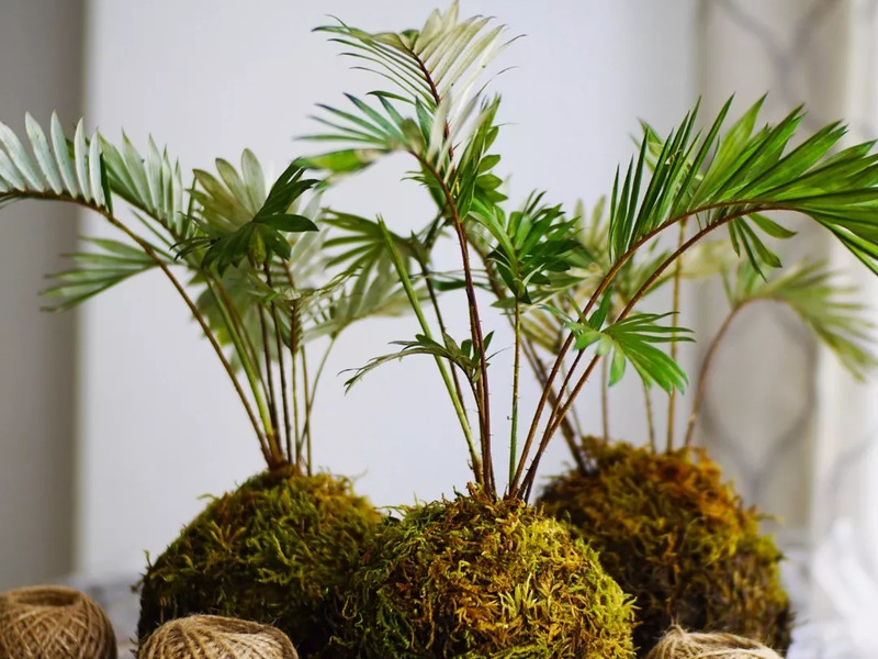 Oblíbený kreativní kurz: Výroba kokedamy v Praze - Obrázek 5