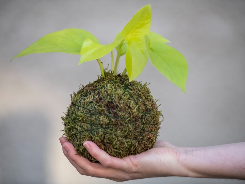 Oblíbený kreativní kurz: Výroba kokedamy v Praze - Obrázek 2