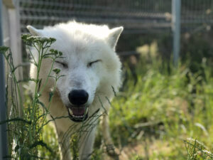 Ošetřovatelem v zoo na jeden den
