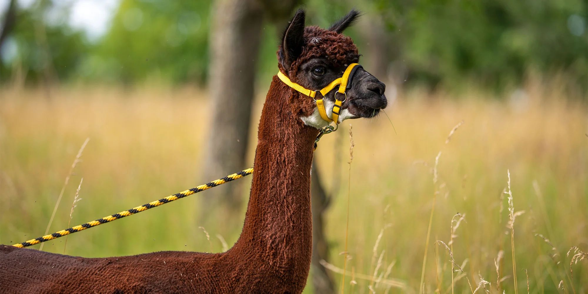Vycházka s alpakami po Moravském krasu až pro 4 os. - Obrázek 4