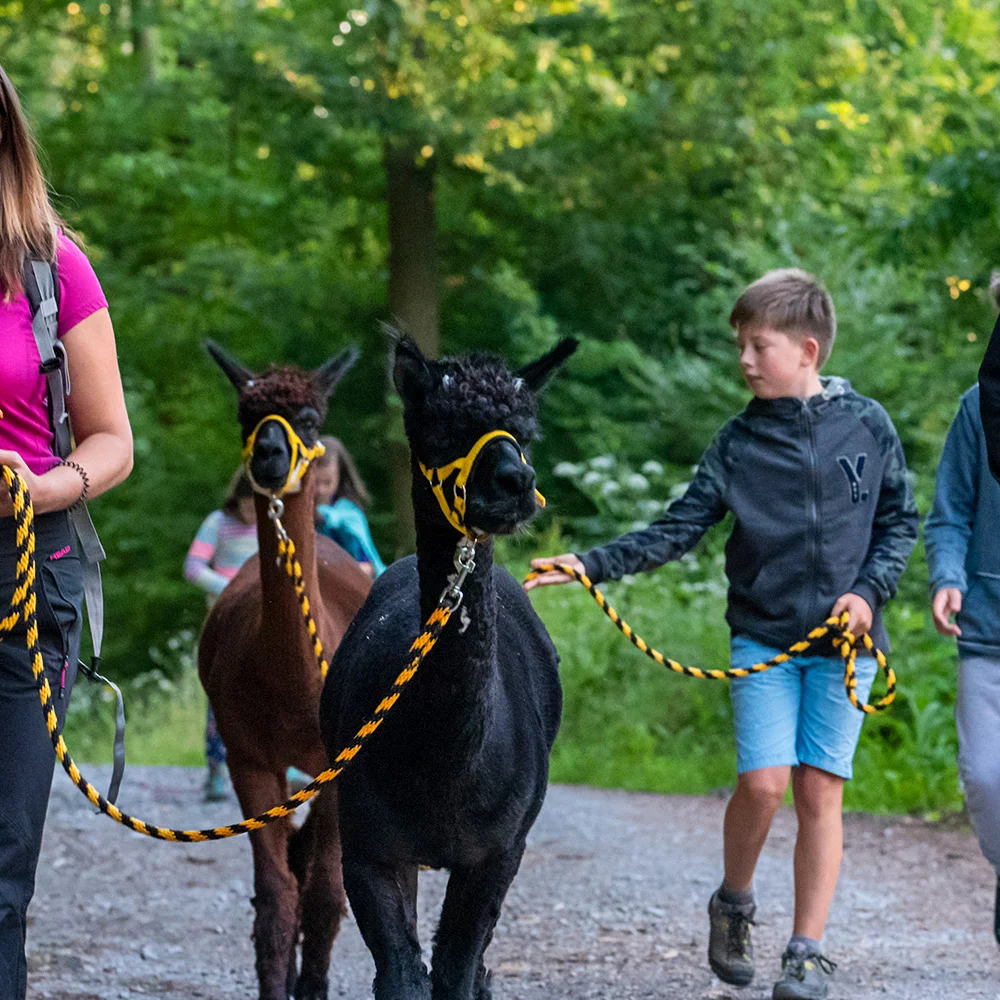 Vycházka s alpakami po Moravském krasu až pro 4 os. - Obrázek 2