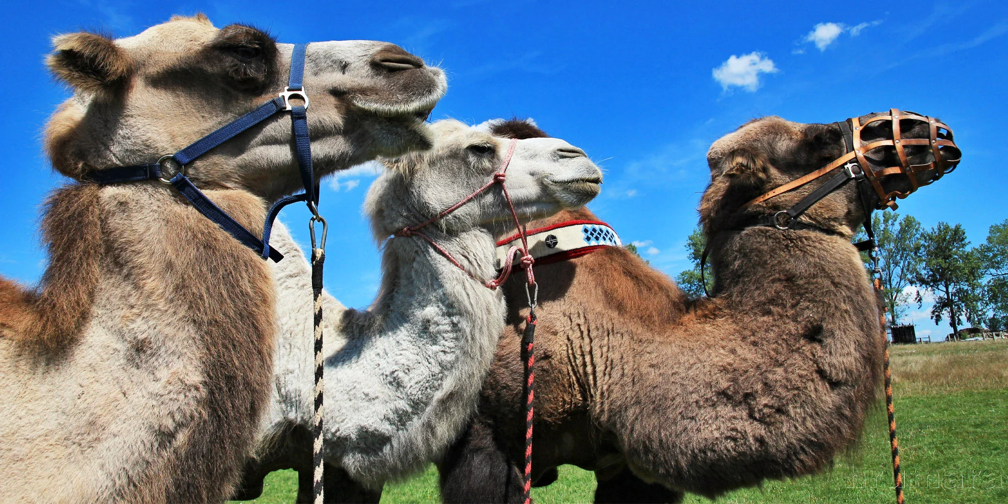 Projížďka na velbloudech na rodinné farmě: 1 i 2 osoby - Obrázek 5