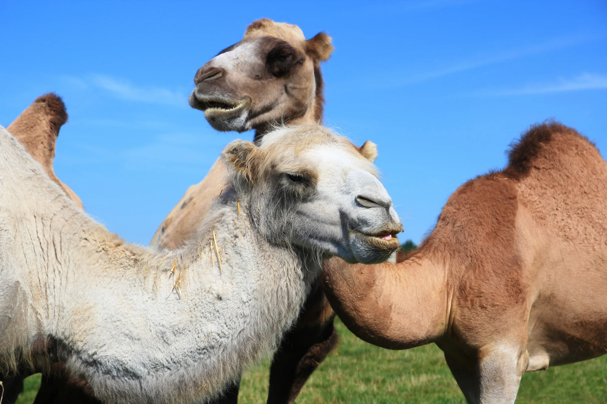 Projížďka na velbloudech na rodinné farmě: 1 i 2 osoby - Obrázek 8