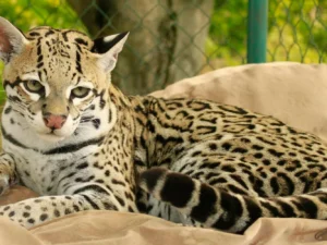 Dopolední nebo večerní krmení šelem pro 2 osoby