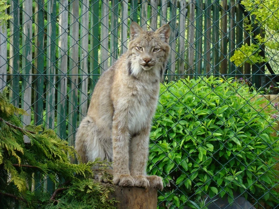Dopolední nebo večerní krmení šelem pro 2 osoby - Obrázek 9