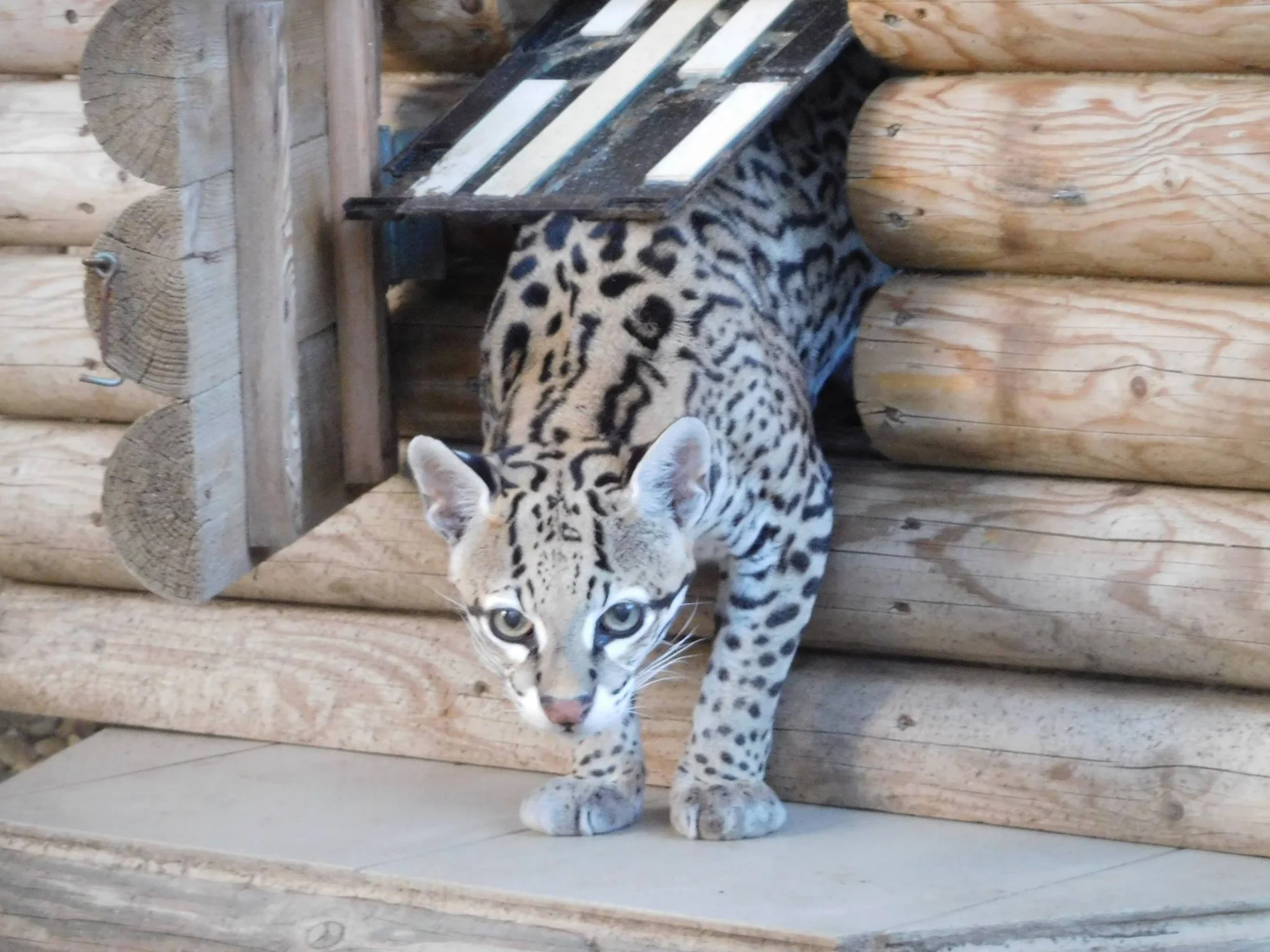 Dopolední nebo večerní krmení šelem pro 2 osoby - Obrázek 8