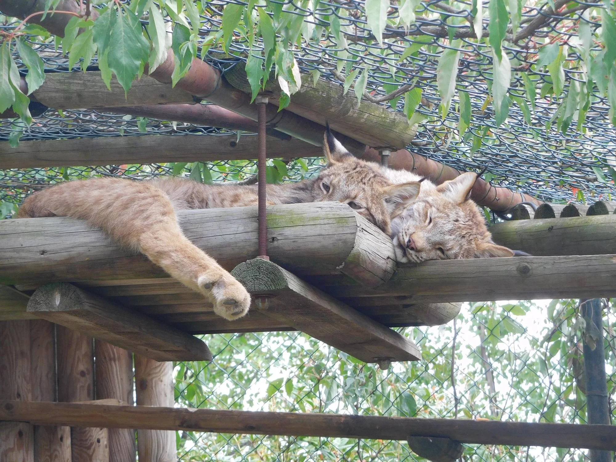 Dopolední nebo večerní krmení šelem pro 2 osoby - Obrázek 10