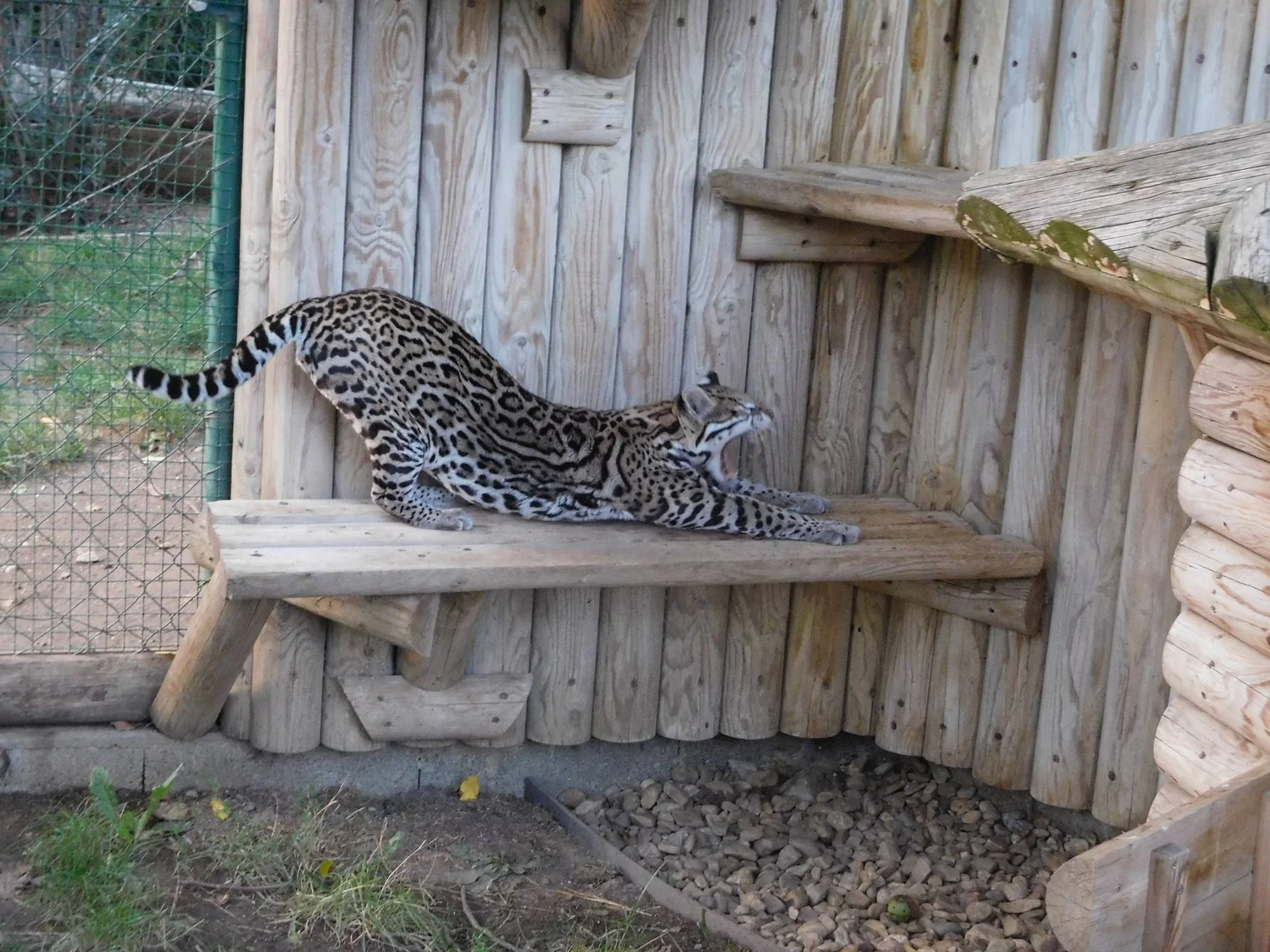 Dopolední nebo večerní krmení šelem pro 2 osoby - Obrázek 11