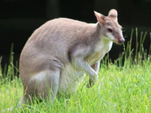 Vstupné do Zooparku Nehvizdy pro dospělé s dětmi