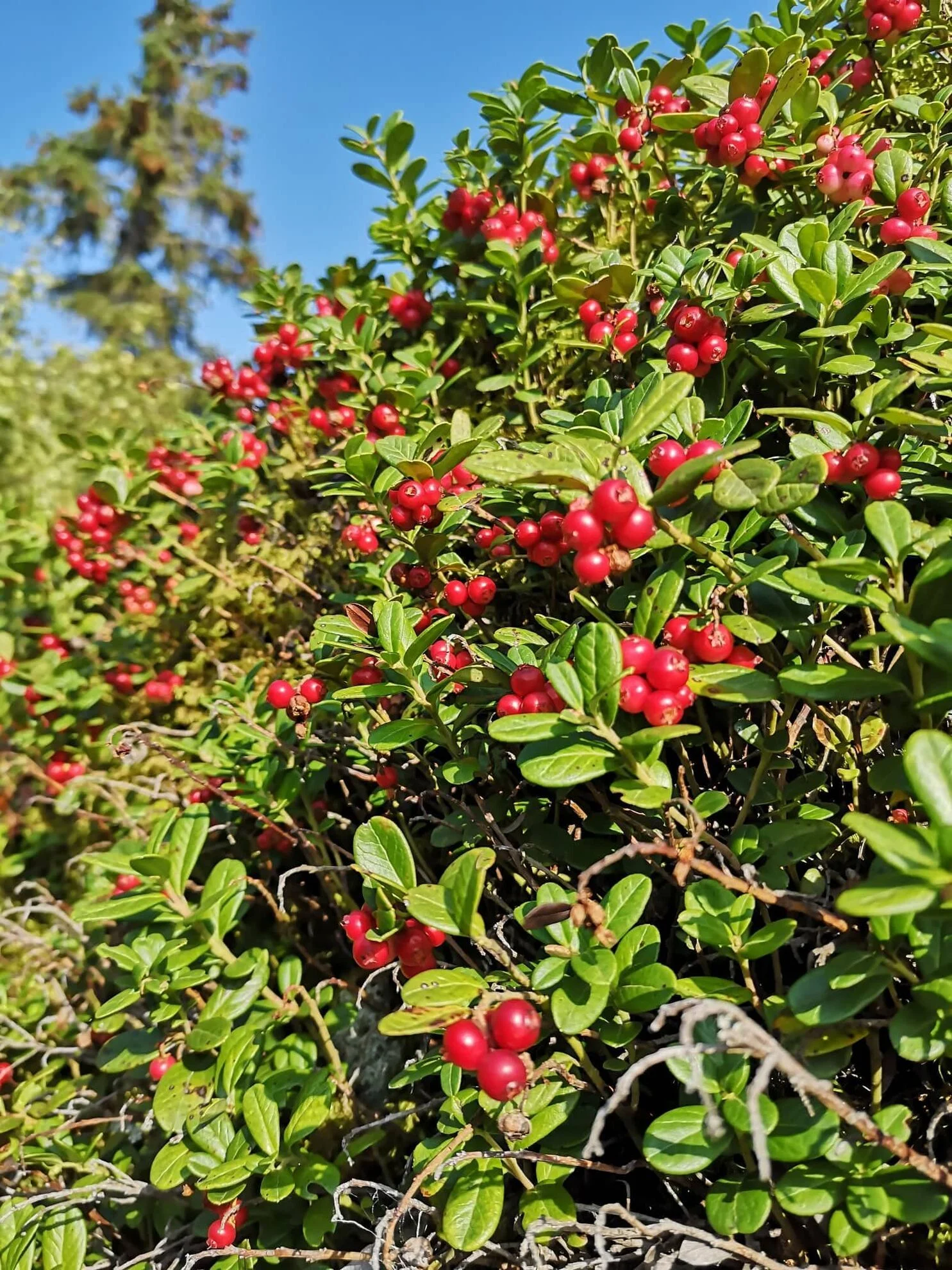 Dobroty z hor: pečené ovocné čaje i dárkové balení - Obrázek 9