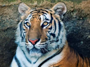 VIP krmení tygrů, surikat nebo lemurů pro dva i děti