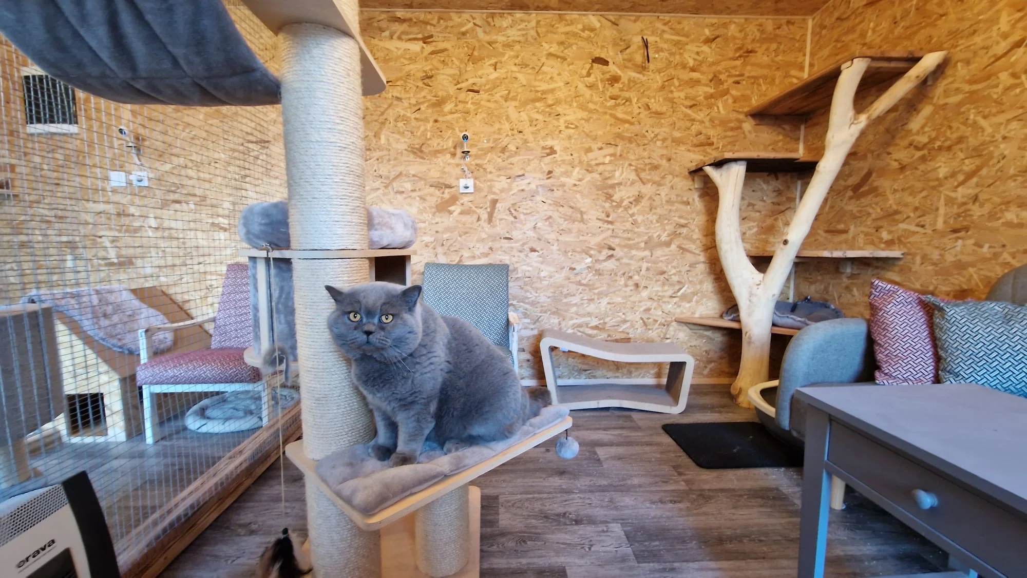 Návštěva britských krátkosrstých koček až pro 3 os. - Obrázek 10