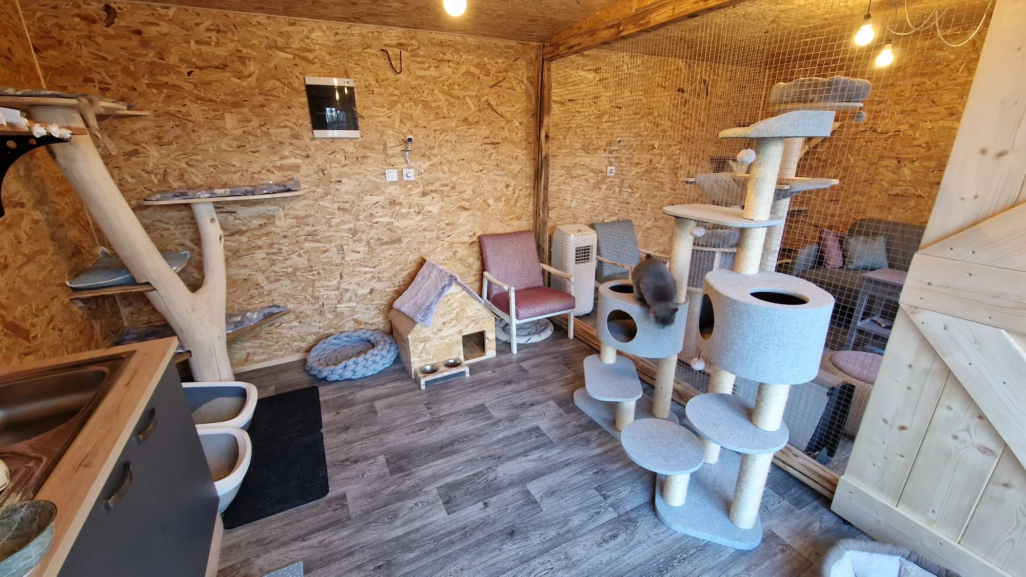 Návštěva britských krátkosrstých koček až pro 3 os. - Obrázek 11