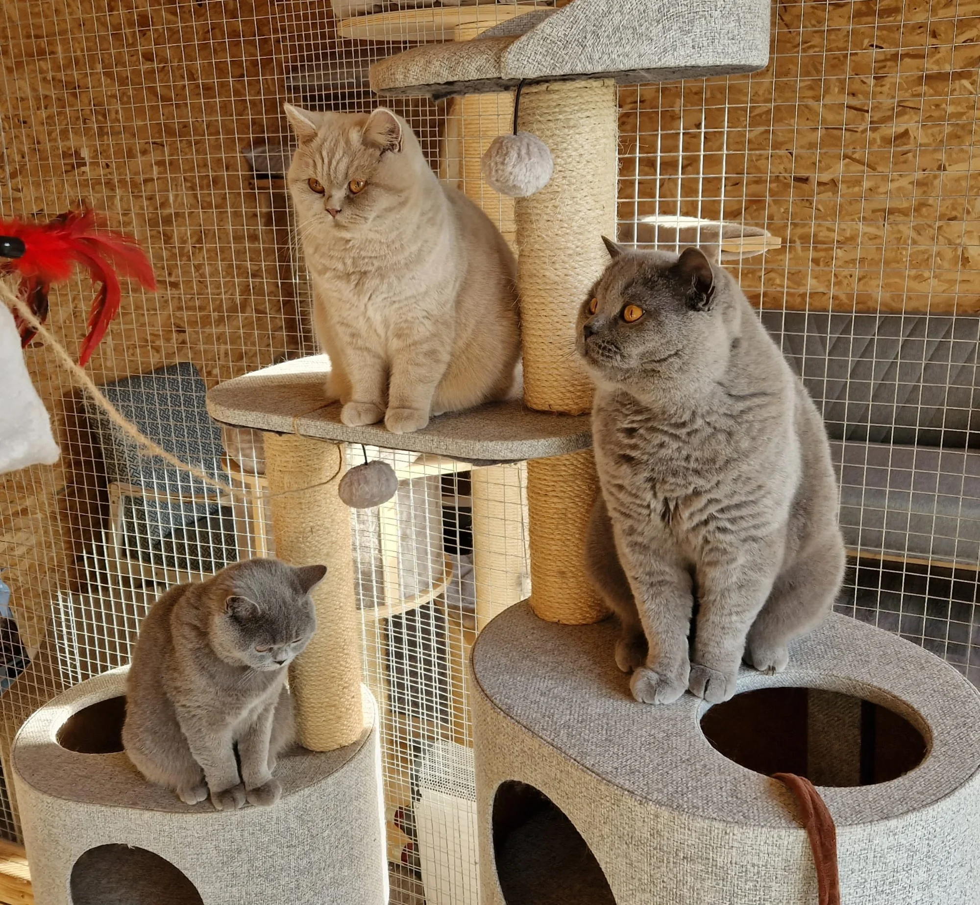 Návštěva britských krátkosrstých koček až pro 3 os. - Obrázek 8