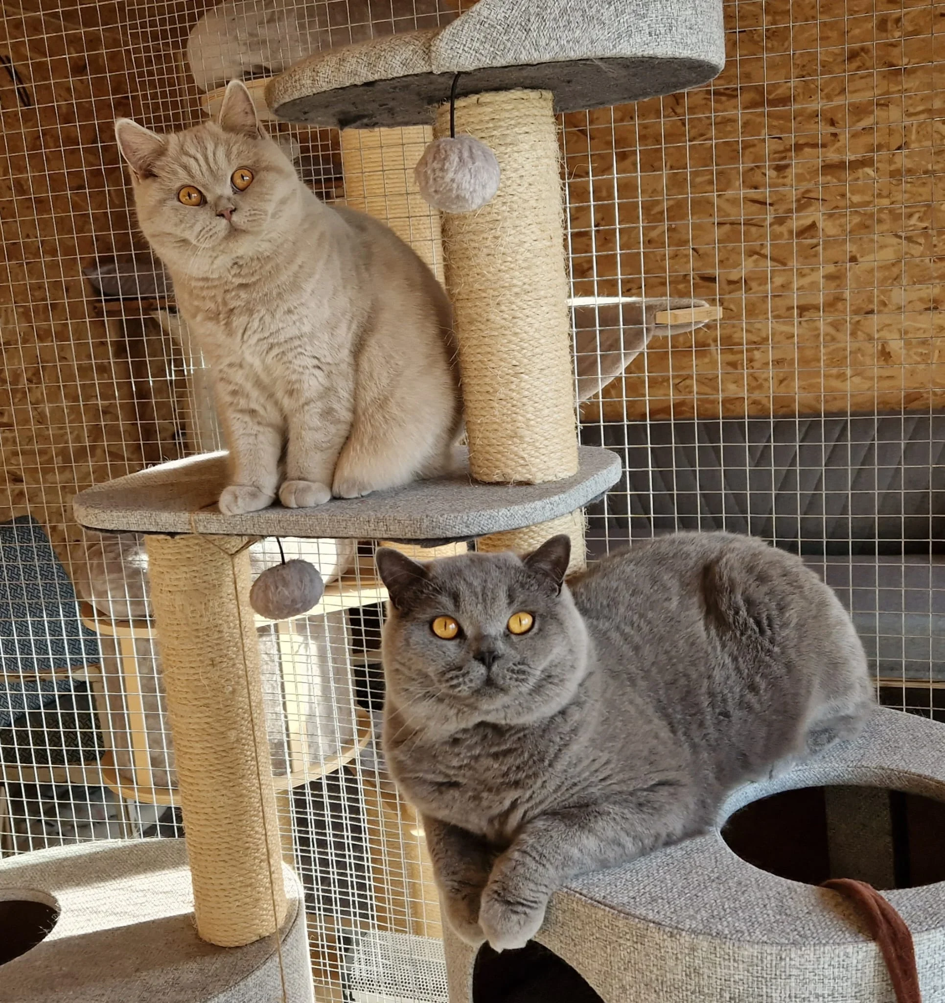 Návštěva britských krátkosrstých koček až pro 3 os. - Obrázek 9